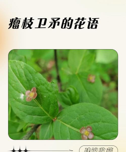 小众送妈妈的花有哪些花