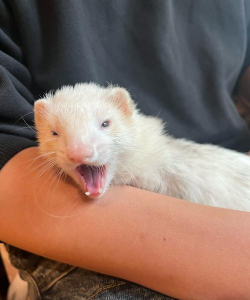 小众送妈妈的花有哪些花