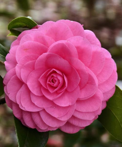 小众送妈妈的花有哪些花