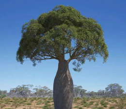 小众送妈妈的花有哪些花