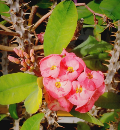 小众送妈妈的花有哪些花