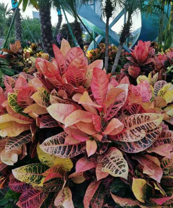 哪些花的叶子是变色的