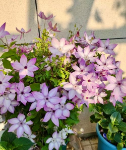 小众送妈妈的花有哪些花