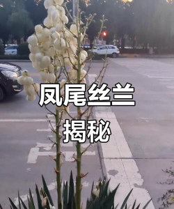 小众送妈妈的花有哪些花
