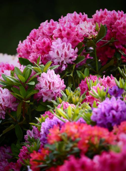 贵州适合养什么花