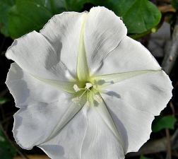 小众送妈妈的花有哪些花