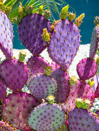 小众送妈妈的花有哪些花