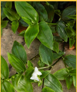 小众送妈妈的花有哪些花