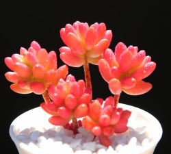 小众送妈妈的花有哪些花