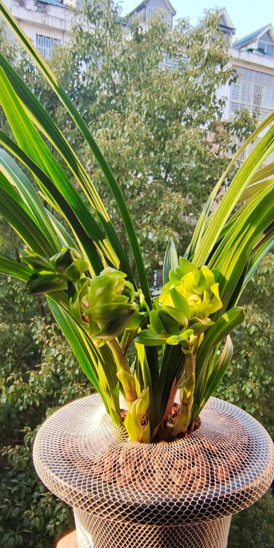 小众送妈妈的花有哪些花