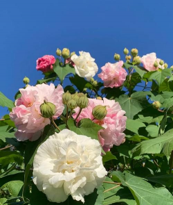 小众送妈妈的花有哪些花