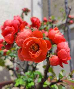 小众送妈妈的花有哪些花