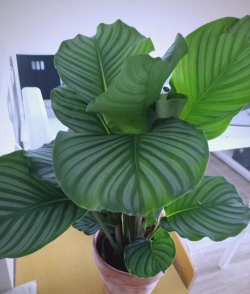 小众送妈妈的花有哪些花