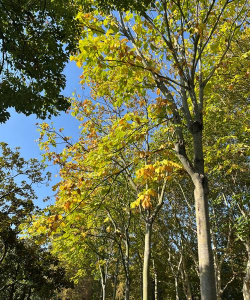 小众送妈妈的花有哪些花