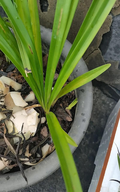 小众送妈妈的花有哪些花