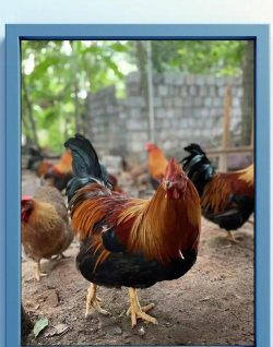 小众送妈妈的花有哪些花