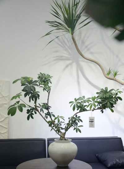 小众送妈妈的花有哪些花