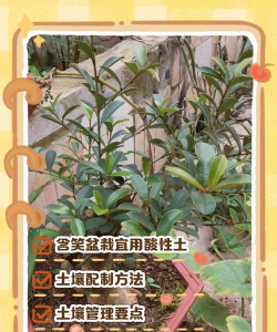 含笑花适合什么土壤