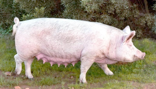 小众送妈妈的花有哪些花