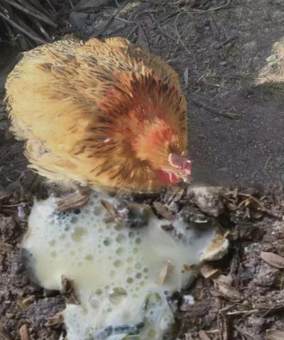 小众送妈妈的花有哪些花