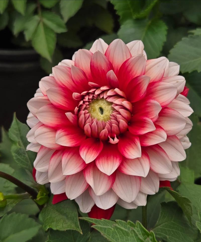 小众送妈妈的花有哪些花