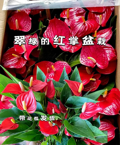 小众送妈妈的花有哪些花