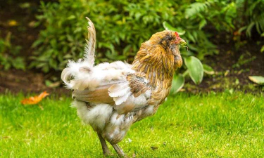 小众送妈妈的花有哪些花