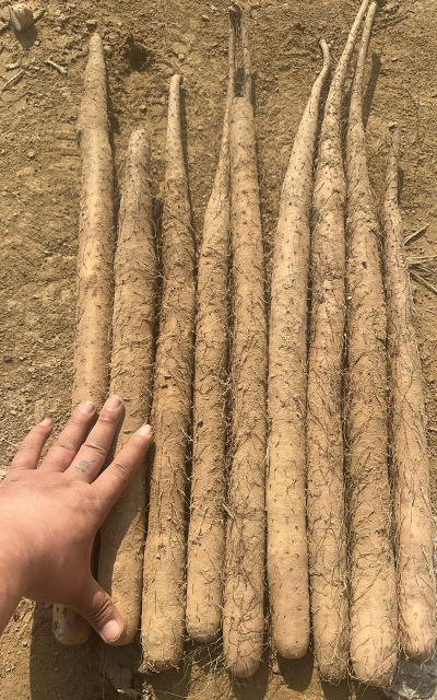 小众送妈妈的花有哪些花