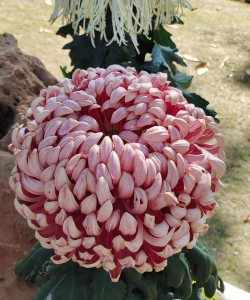 什么菊花开花大