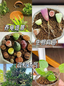 小众送妈妈的花有哪些花