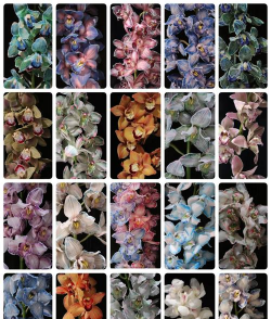 小众送妈妈的花有哪些花