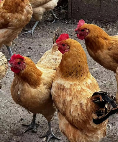 小众送妈妈的花有哪些花