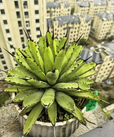 小众送妈妈的花有哪些花