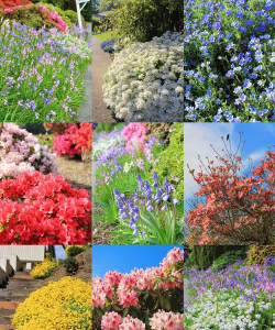 小众送妈妈的花有哪些花