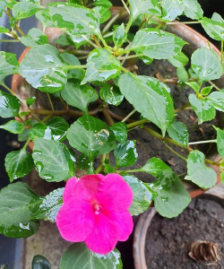 小众送妈妈的花有哪些花