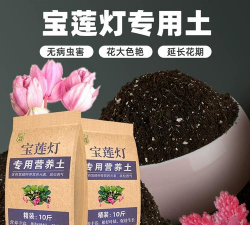 小众送妈妈的花有哪些花