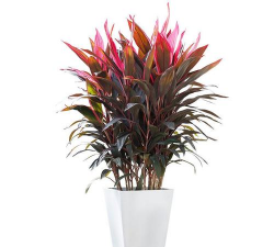 小众送妈妈的花有哪些花