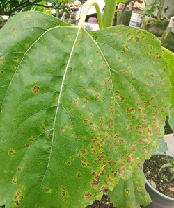 小众送妈妈的花有哪些花