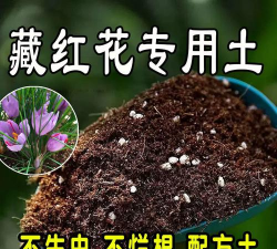 藏红花用什么土壤 藏红花用什么土壤