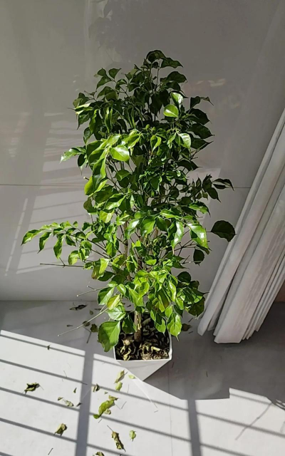 小众送妈妈的花有哪些花