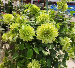 小众送妈妈的花有哪些花