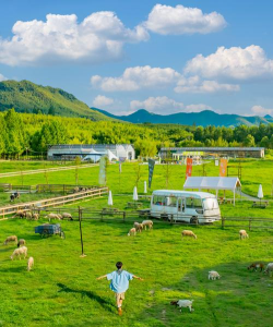 小众送妈妈的花有哪些花