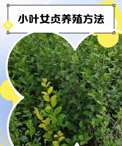 盆景小叶女贞怎么养殖