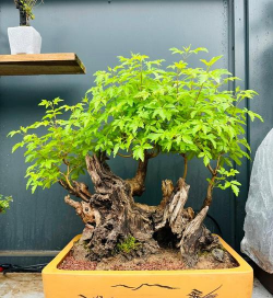 小众送妈妈的花有哪些花