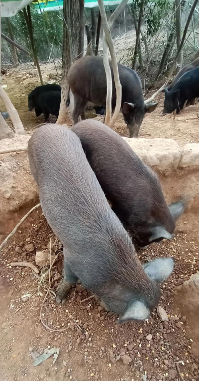 小众送妈妈的花有哪些花