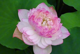 小众送妈妈的花有哪些花