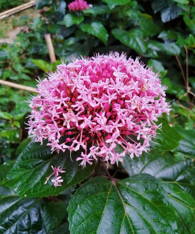 小众送妈妈的花有哪些花