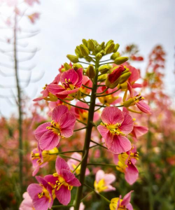 小众送妈妈的花有哪些花