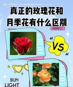 小众送妈妈的花有哪些花