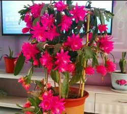 小众送妈妈的花有哪些花